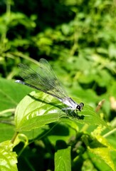 dragonfly on a leaf