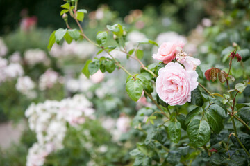 flowers blossoming  in the spring