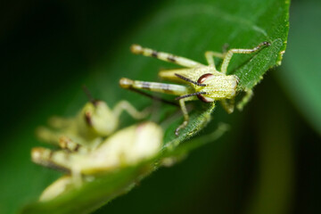 Macro photo of a group of nymph feeding on a green leaf, extreme close up photo of juvenile grasshoppers eating on a green leaf.