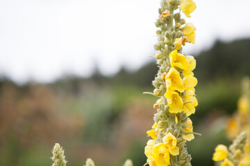 flowers blossoming  in the spring