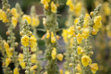 flowers blossoming  in the spring