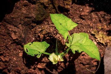 Young plant growing in the garden