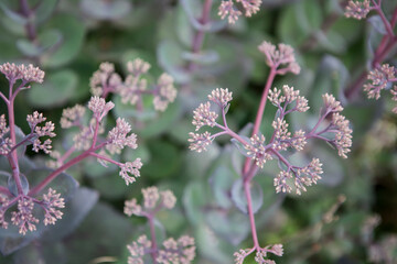 flowers blossoming  in the spring