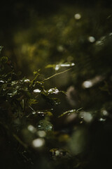 water drops on the leaves