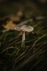 mushroom in the forest
