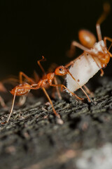 Macro photo of red fire ants colony carrying food together, extreme close up of a group of fire ants on a tree with food.