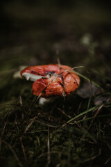 mushroom in the forest