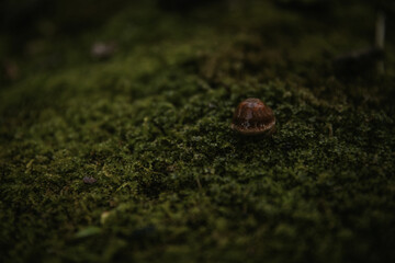 mushroom in the forest