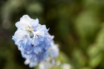 flowers blossoming  in the spring