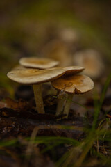 mushroom in the forest