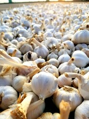 close up of garlic bulb