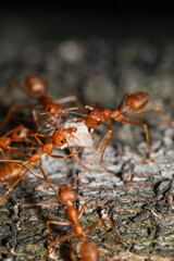 Macro photo of red fire ants colony carrying food together, extreme close up of a group of fire ants on a tree with food.