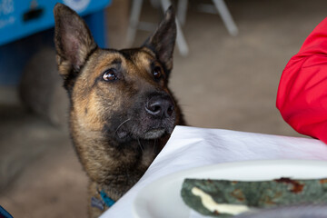 funny portrait of dog begging for food on table