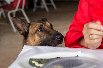 funny portrait of dog begging for food on table