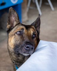 funny portrait of dog begging for food on table