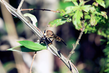 Large brown robber fly on thorn bush with green leaves Asilidae