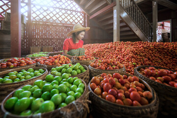 Lots of tomatoes with beautiful girls At Inle Lake