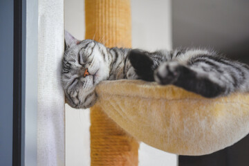 ハンモックからはみ出して寝る猫