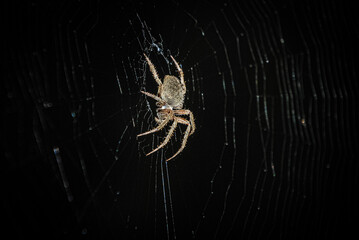 barn spider in web