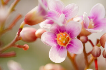 Fototapeta na wymiar Macro photo of beautiful pink purple flowers in bloom, close up photo of blossom purple flowers.