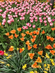 red and yellow tulips