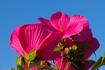 Blühender roter Hibiskus vor blauem Himmel © M. Schuppich