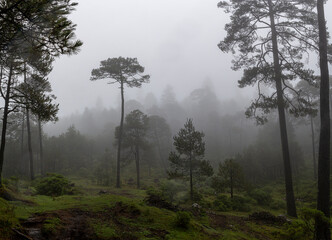fog on fall morning in mexican forest