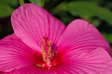 Nahaufnahme einer Hibiskusblüte in rot © M. Schuppich