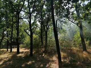 morning in the forest