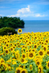 Obraz premium ひまわり畑