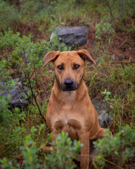 portrait of mixed breed brown big dog in misty forest