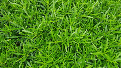 green grass texture