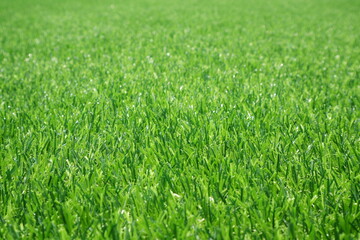close up of artificial grass / background for text or image
