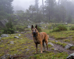 Naklejka premium portrait of Belgian Malinois shepherd purebred dog in foggy forest