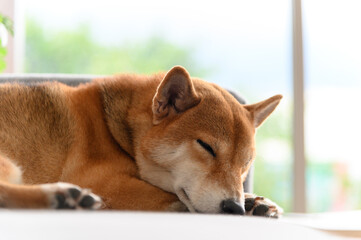 Shiba Inu Japanese dog sleeping on sofa in living room. Pet Lover concept. animal portrait with copy space