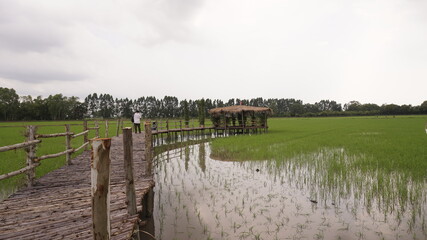Wooden bridge in rice fields.