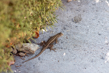 wild lizard on flat ground