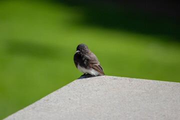 sparrow on the grass