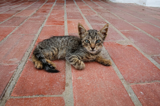 Small Grey Striped Cat Resting On Red Floor Tiles
