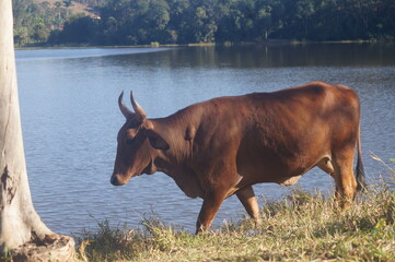 ox by the lake with forest horizon
