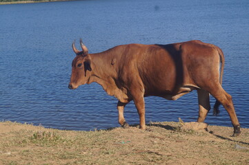 ox on the edge of the blue lake