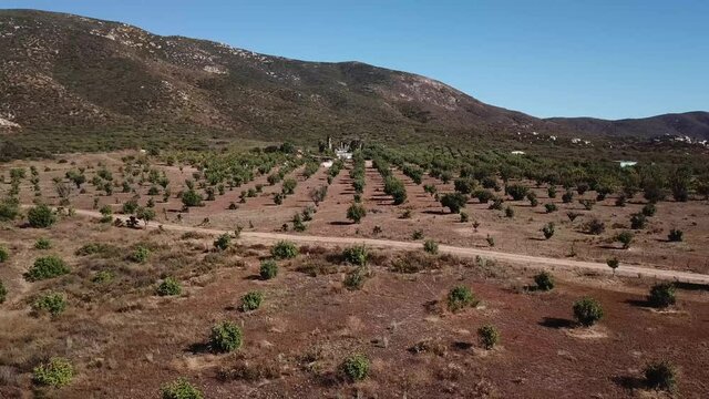 olivos de baja california