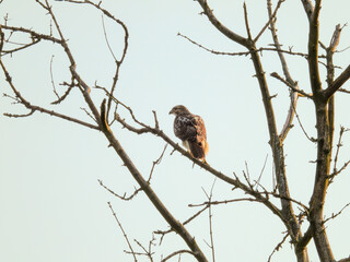 Red-Tailed Hawk Bird of Prey Raptor Perched on Bare Tree Branch with Blue Sky Background