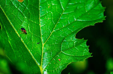 leaf macro