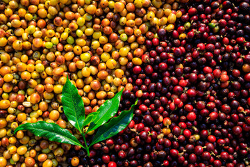 raw coffee beans and green leaves backgrounds abstract