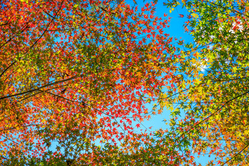Beautiful autumn maple leaves in sunlight. Autumn forest natural landscape