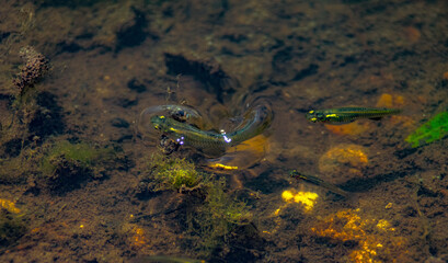 Minnows splashing