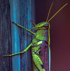 Obscure Bird Grasshopper