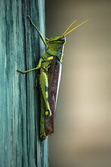Obscure Bird Grasshopper