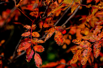 red autumn leaves